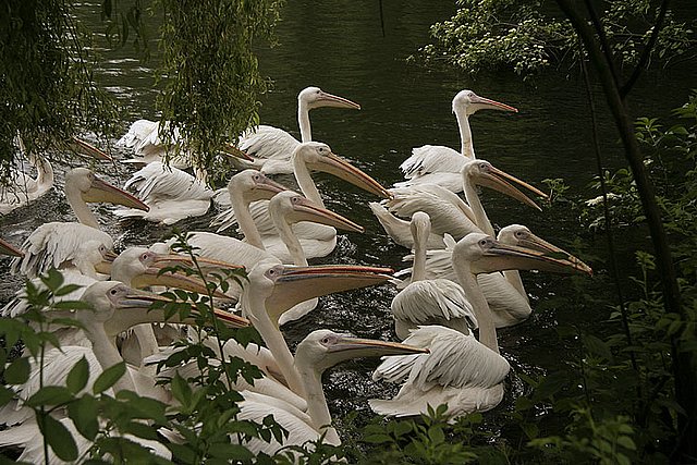 2005 Avifauna (6)
